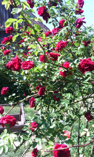 IMG_20150607_102734[1] - Trandafiri in gradina mea