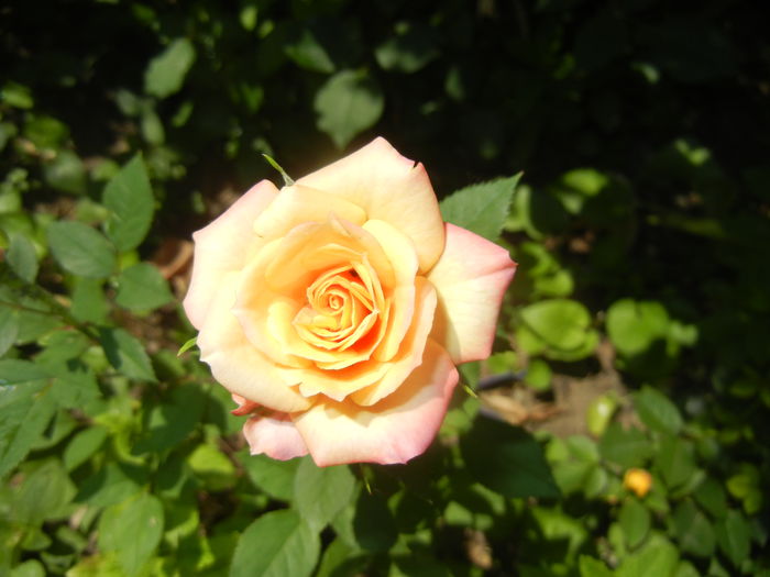 Orange Miniature Rose (2015, May 31) - Miniature Rose Orange