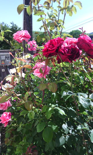 IMG_20150607_103156[1] - Trandafiri in gradina mea