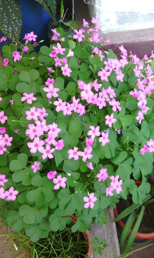 IMG_20150607_103009[1] - oxalis rubra