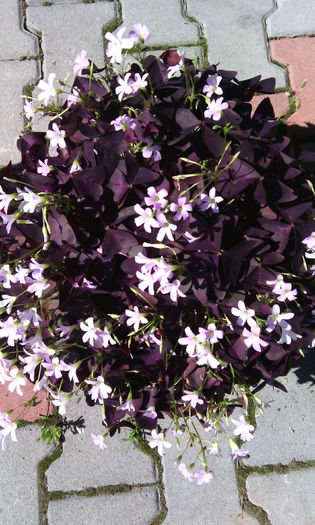 IMG_20150607_103040[1] - oxalis triangularis