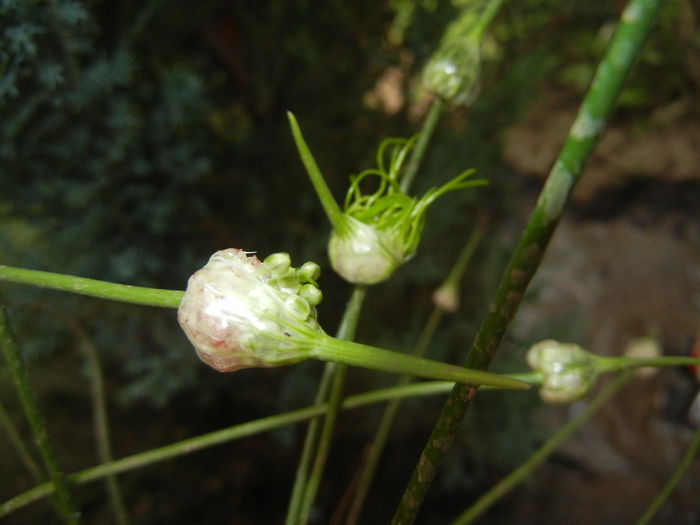 Allium Hair (2015, June 04)