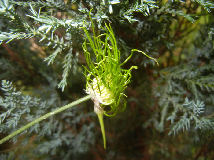 Allium Hair (2015, June 05)