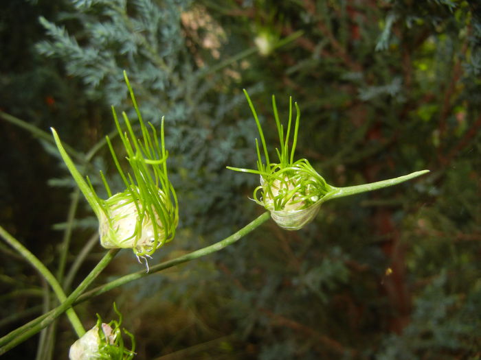 Allium Hair (2015, June 05) - Allium vineale Hair
