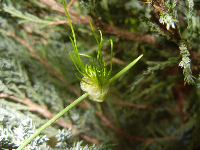 Allium Hair (2015, June 05) - Allium vineale Hair