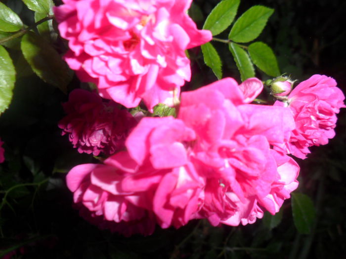 SAM_5673 - roze 2015