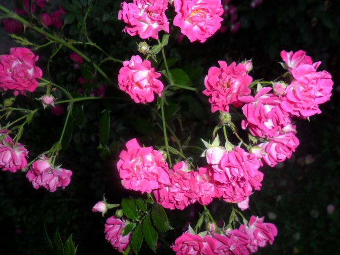 SAM_5674 - roze 2015