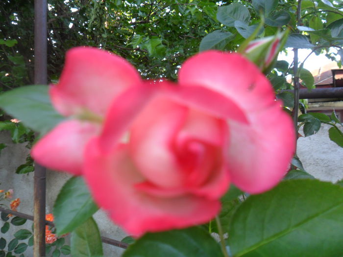 SAM_5675 - roze 2015