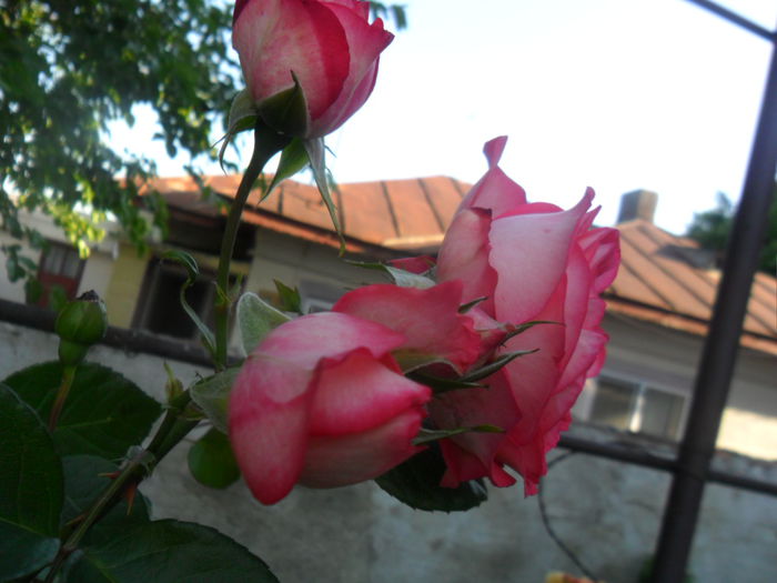 SAM_5677 - roze 2015