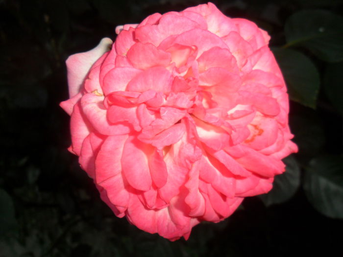 SAM_5678