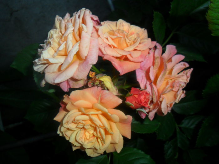 SAM_5681 - roze 2015