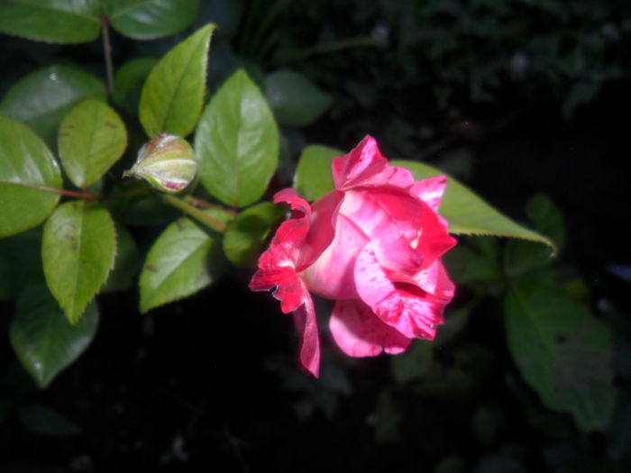 SAM_5684 - roze 2015