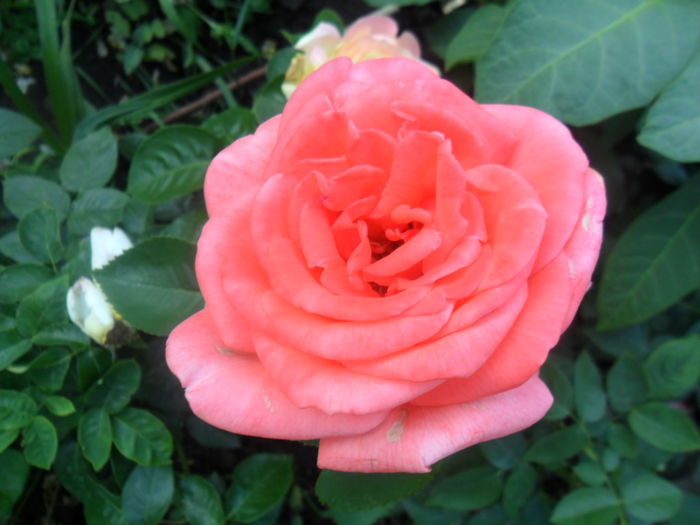 SAM_5685 - roze 2015