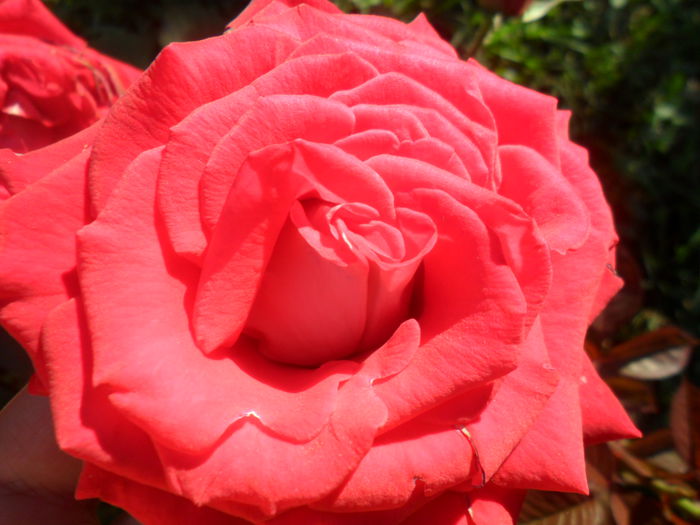 SAM_5690 - roze 2015