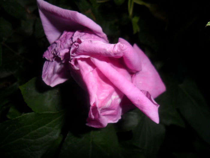 SAM_5702 - roze 2015