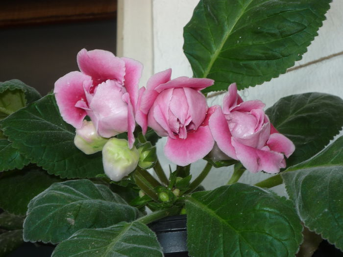 Gloxinia