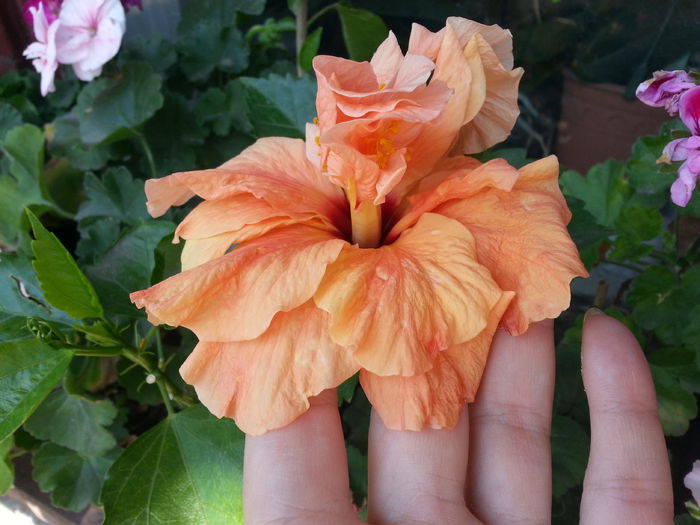 floare dubla cu nuante de galben si portocaliu - de  vinzare flori