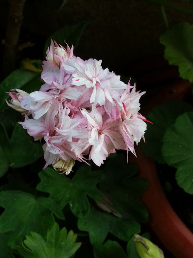 20150605_115428 - B muscate