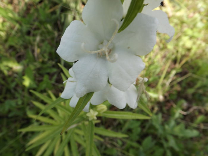 DSCF3908 - Flori amestec