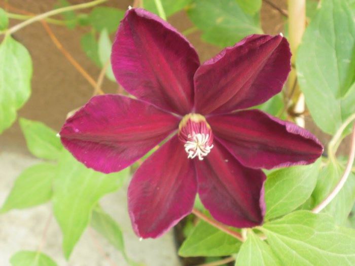 `Westerplatte` - Clematis