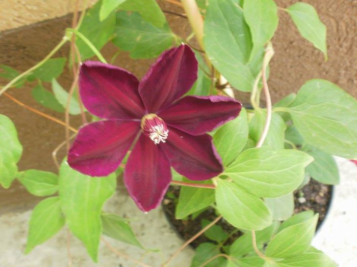  - Clematis