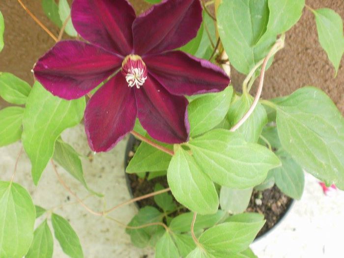  - Clematis