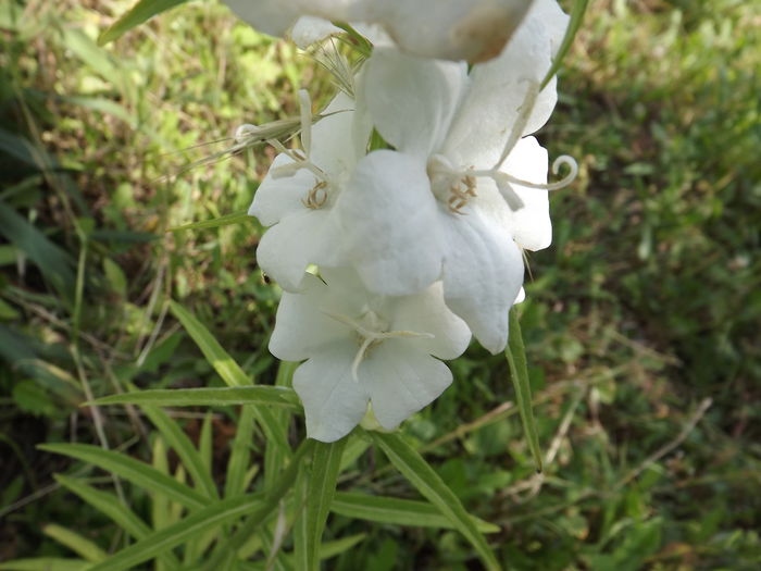 DSCF3909 - Flori amestec