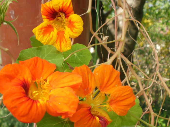  - Plante II