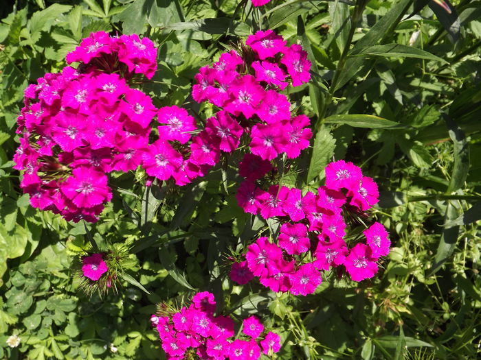 DSCF3913 - Flori amestec