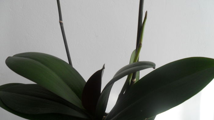 SAM_2645 - phalaenopsis