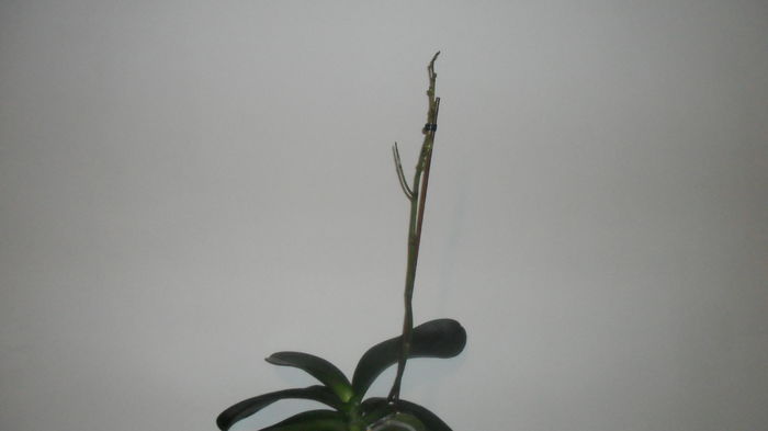 SAM_2647 - phalaenopsis