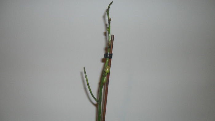 SAM_2648 - phalaenopsis