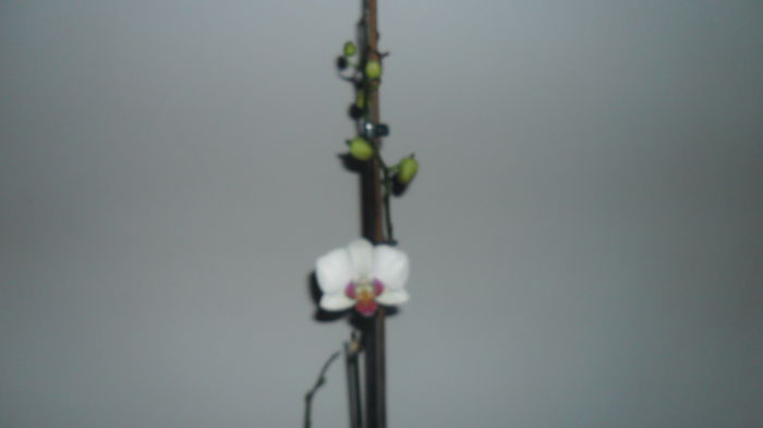 SAM_2649 - phalaenopsis