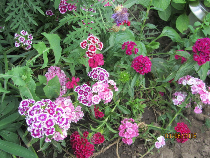 IMG_0059 - Flori de gradina-2015Vara