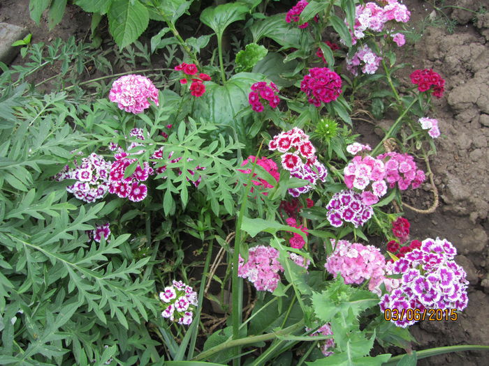 IMG_0060 - Flori de gradina-2015Vara
