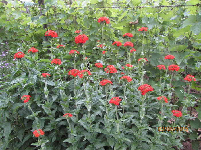 IMG_0087 - Flori de gradina-2015Vara