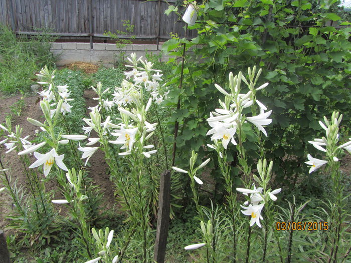 IMG_0064 - Flori de gradina-2015Vara
