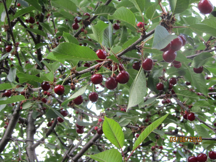 Visine (uitate la data)-acum sunt culese