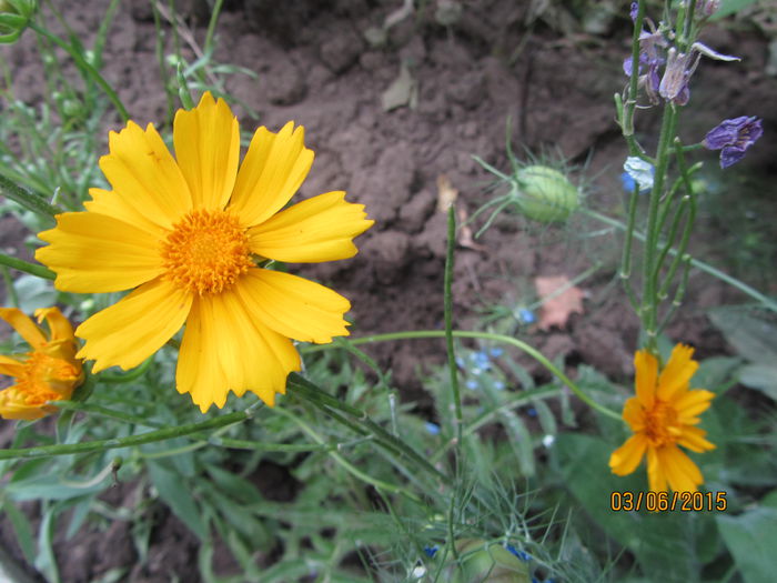 Coreopsis grandiflora -heliot