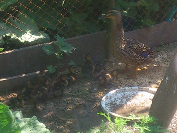 DSC_0103; Prima pereche 9 bobocei 2015
