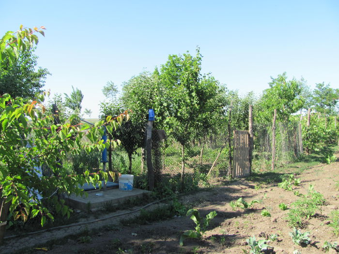 IMG_4839 - gradina