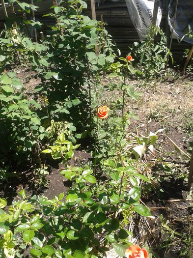 20150607_122526 - FLORI DIN GRADINA MAMEI MELE II 2015