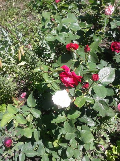 20150607_122536 - FLORI DIN GRADINA MAMEI MELE II 2015