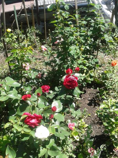 20150607_122606 - FLORI DIN GRADINA MAMEI MELE II 2015