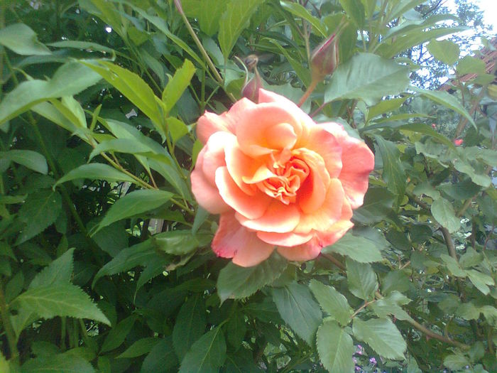  - Westerland-ROSE