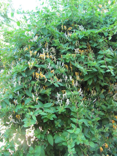 IMG_0538 - Flori 2015