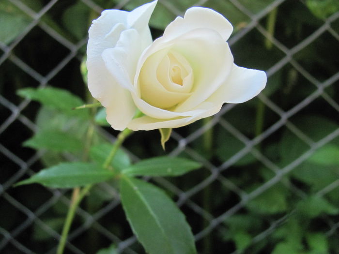 IMG_0533 - Trandafiri 2015