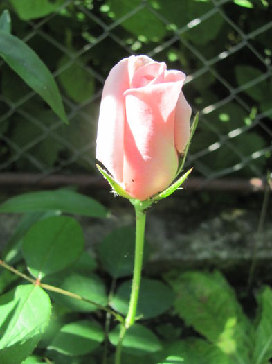 IMG_0534 - Trandafiri 2015