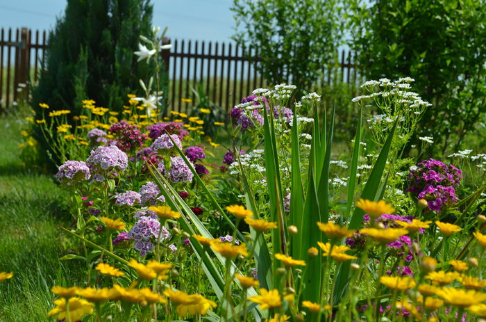 DSC_0015 - o6 iunie 2015