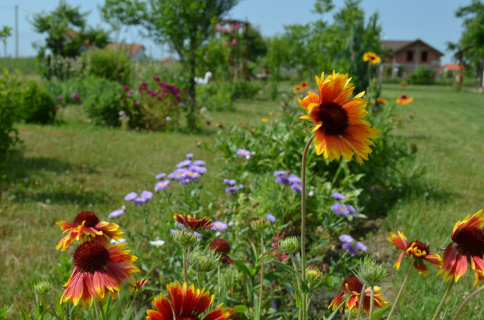 DSC_0016 - o6 iunie 2015